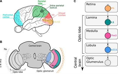 Numerosity as a visual property: Evidence from two highly evolutionary distant species